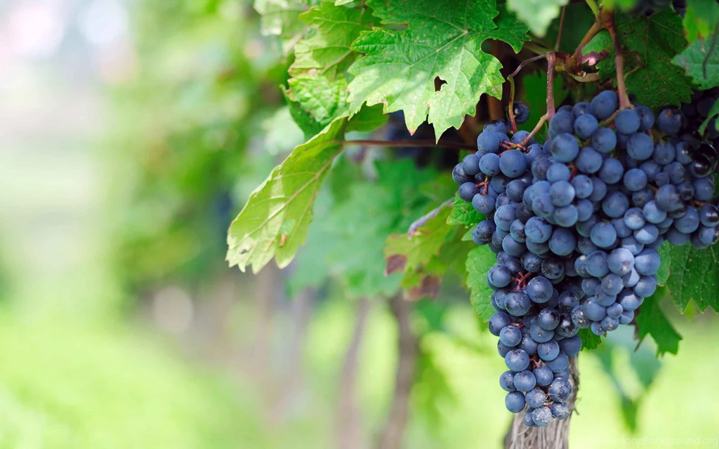 Purple Grapes On Vine   Wallpaper.
