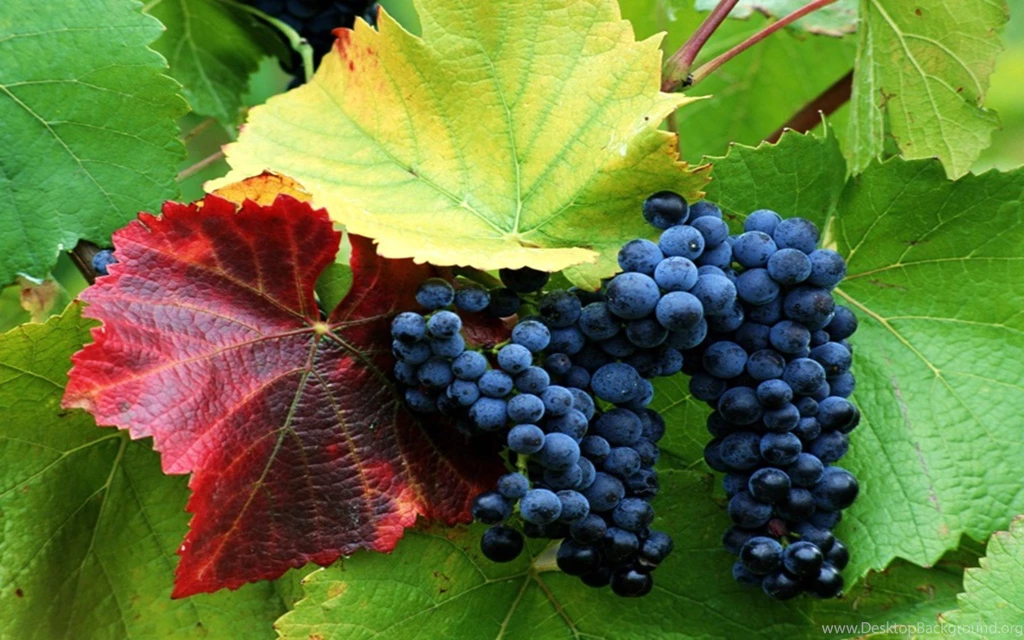 Purple Grapes On Vine Wallpaper.