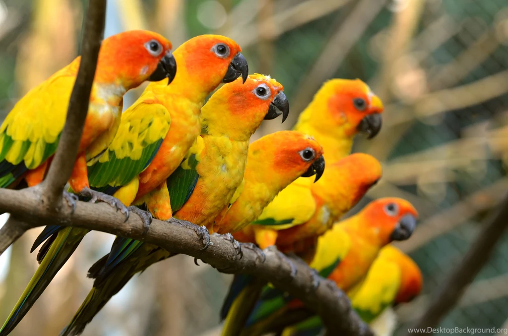 Awesome Parrot Backgrounds
