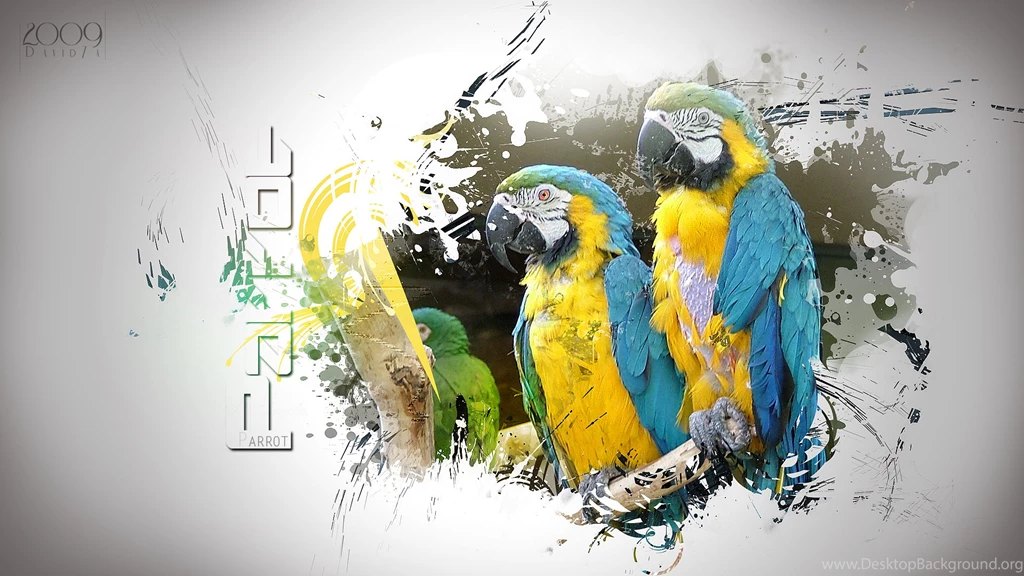 Wallpaper, Parrot, Beautiful, Art, David (