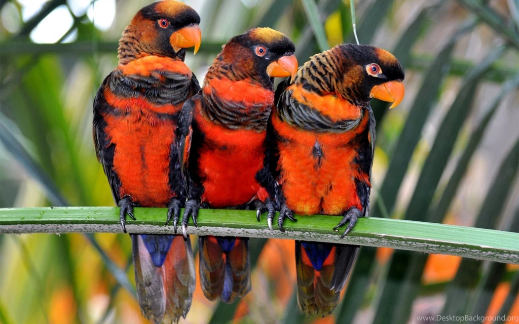 Parrot Computer Wallpapers, Desktop Backgrounds