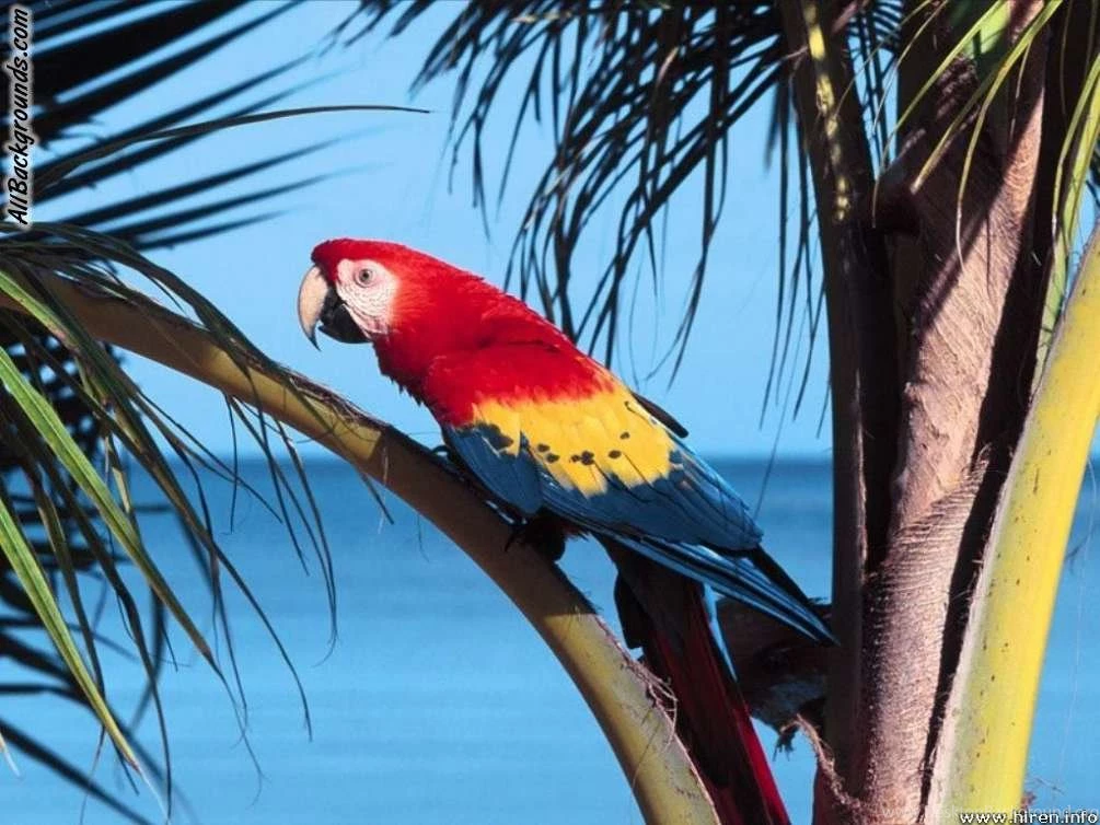 Parrot Backgrounds Twitter & Myspace Backgrounds