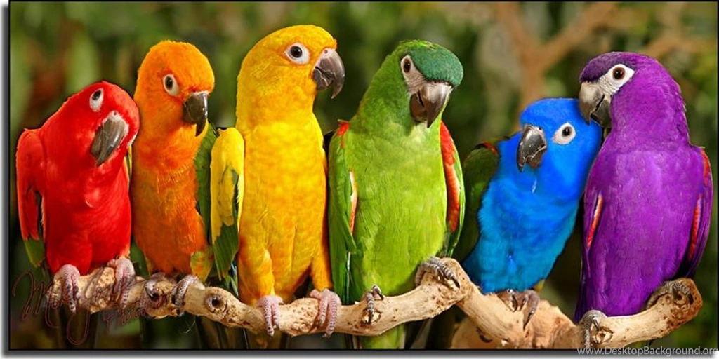 20 Colorful Parrot Wallpapers Hd Tapandaola111. Colourful Parrot ...