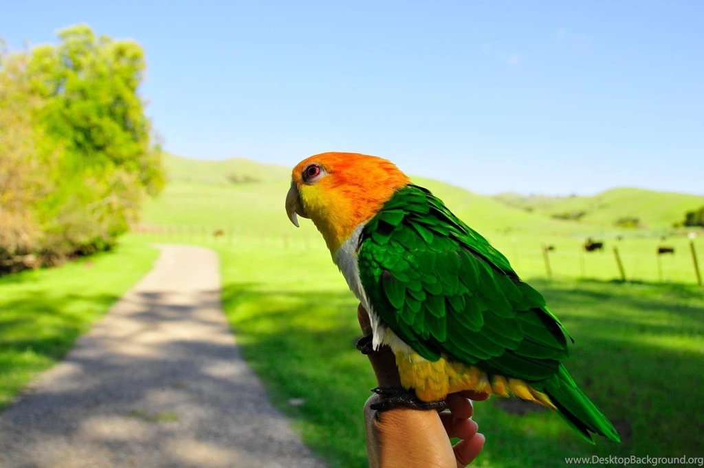 Desktop Hd Parrot Backgrounds