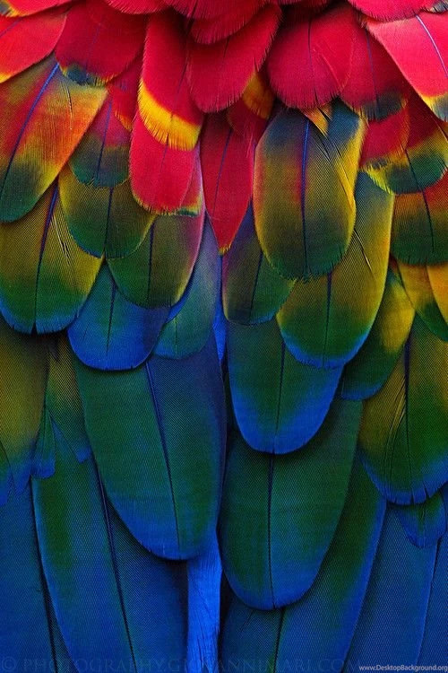 Parrot Bird Feather Colors Close Up Details Iphone Wallpapers ...