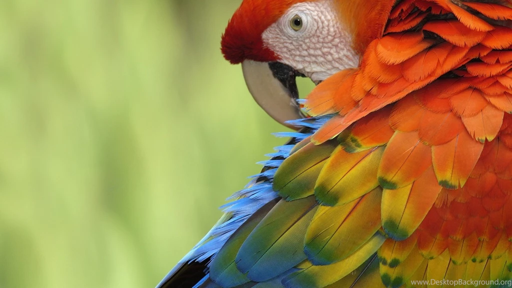 Cute Colorful Parrot