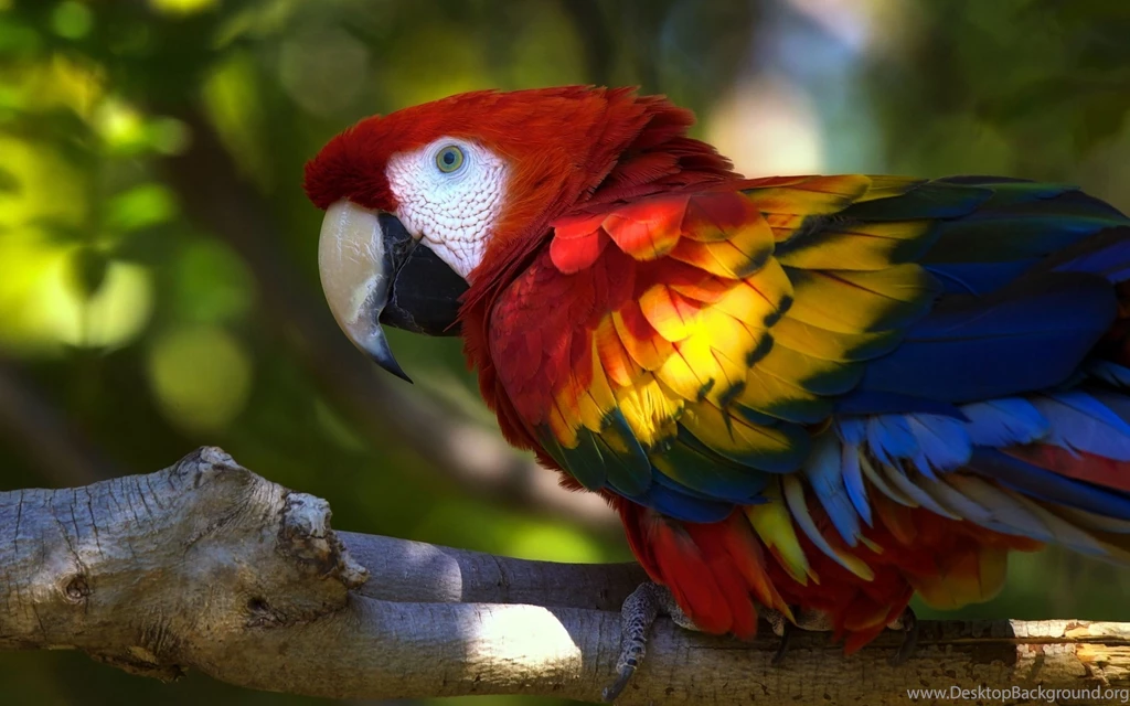 Macaw Parrot HD Wallpapers