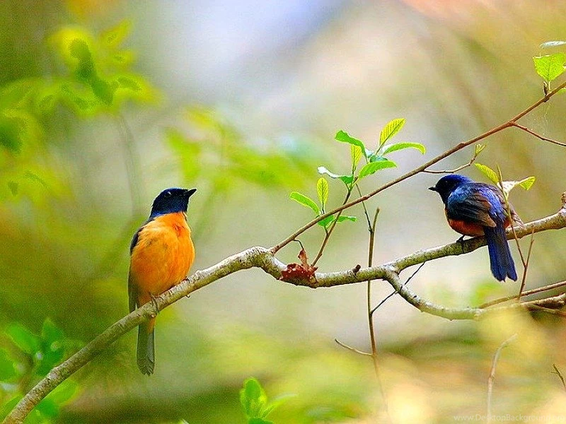 Top 47 Most Dashing And Beautiful Parrot Wallpapers In HD