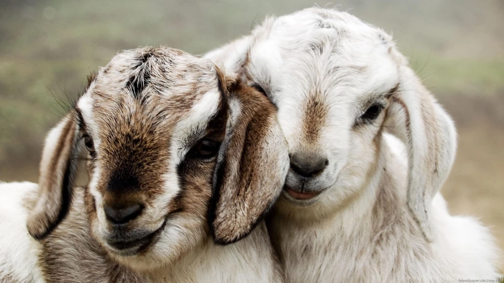 Hd Wallpapers 1080p Animals