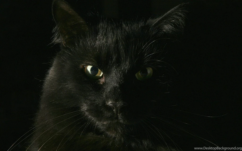 Desktop Wallpapers · Gallery · Windows 7 · Black Cat   Windows 7 ...