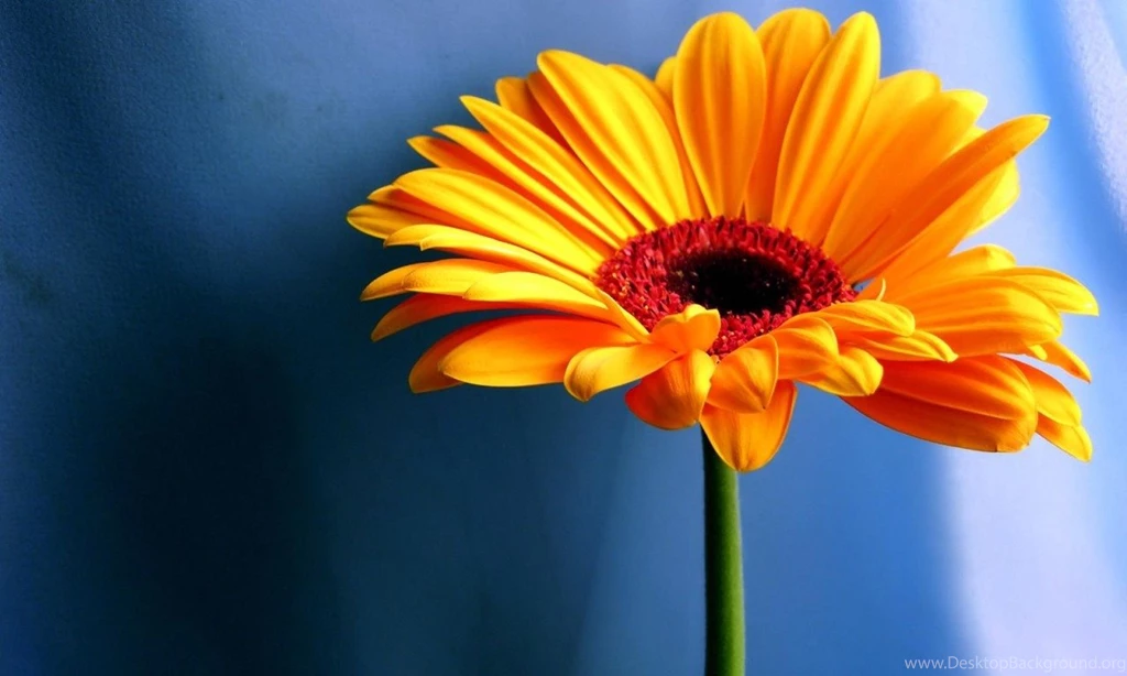 1280 X 768 Wallpapers