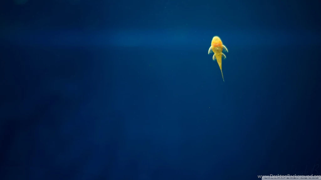 Armenia, Fish Wallpapers MixHD Wallpapers
