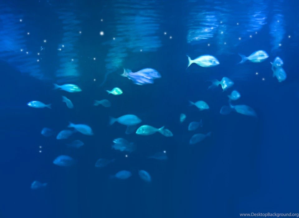 School Of Fish By Christinarahm