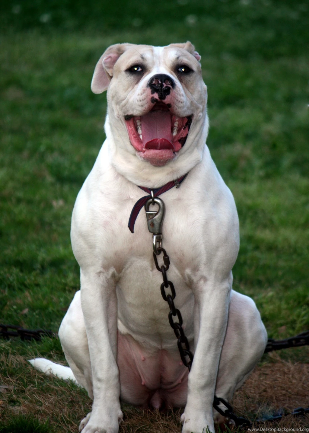 American Bulldog Photos And Wallpapers. The Beautiful American ...