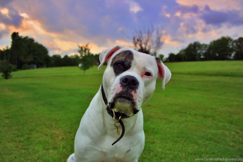 American Bulldog Wallpaper.
