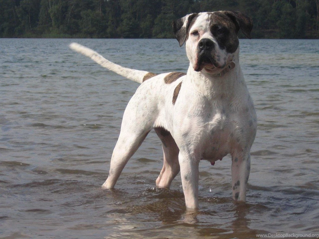 American Bulldog In The Water Photo And Wallpaper. Beautiful ...