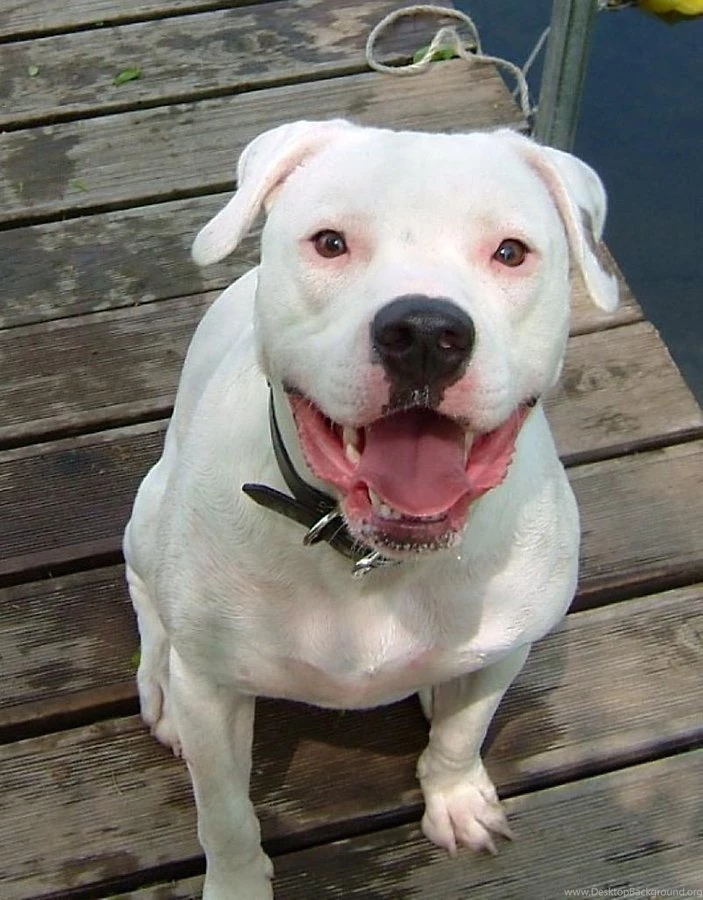 American Bulldog Wallpapers Android Apps And Tests AndroidPIT