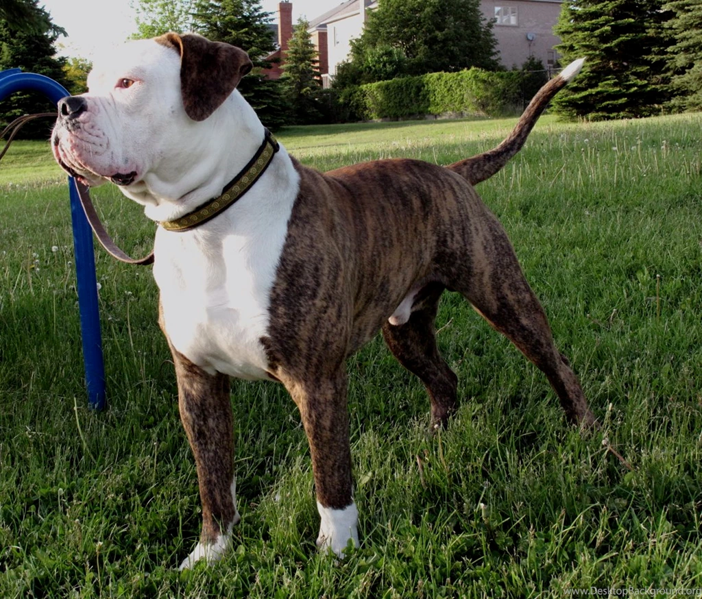 American Bulldog On The Grass Photo And Wallpaper. Beautiful ...
