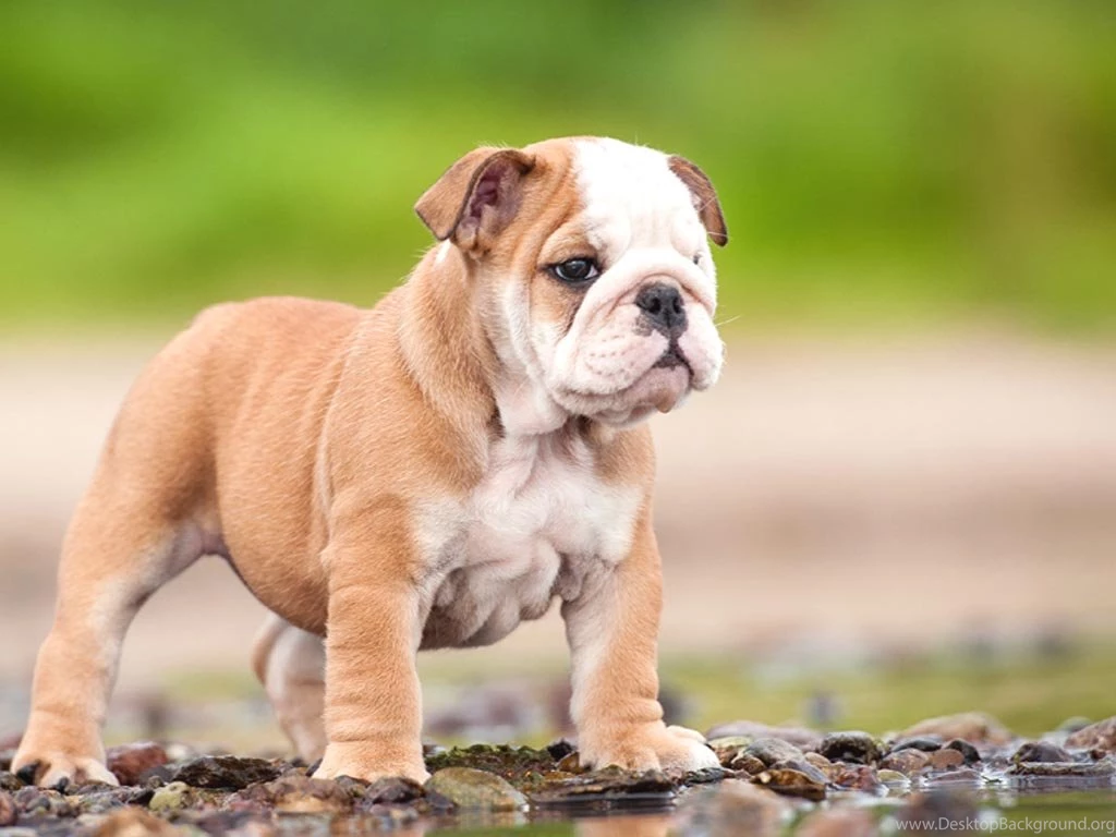 Cute English Bulldog Wallpapers Free Choice Wallpapers : Free Choice ...