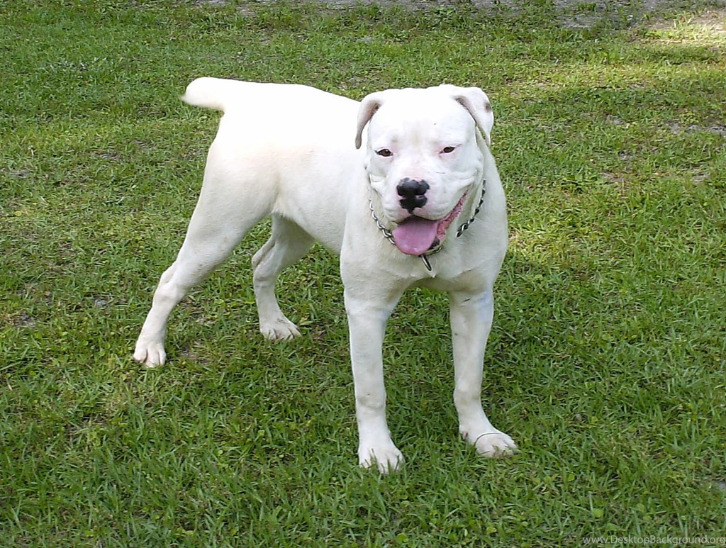 White American Bulldog Photo And Wallpaper. Beautiful White ...