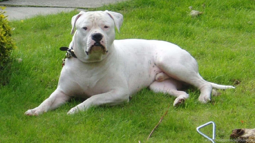 THE GREAT AMERICAN BULLDOG WALLPAPER (