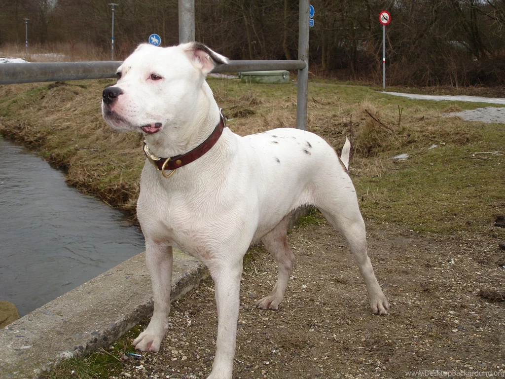 Dog, American, Bulldog, Background, Image, Hd, Wallpapers, Of, Dog ...