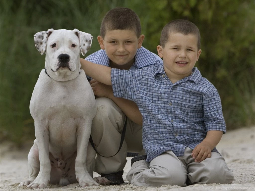 American Bulldog, American Bulldog Wallpaper, American Bulldog ...