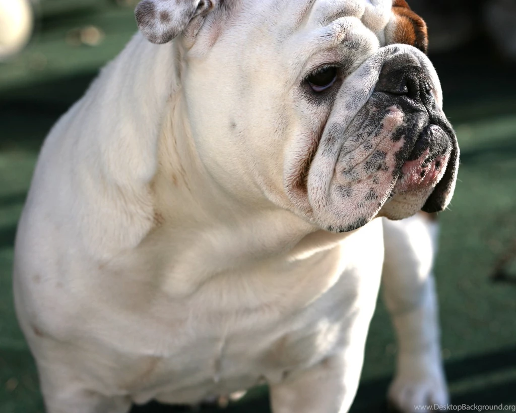 Puppy English Bulldog Wallpapers Free Animal Wallpapers. English ...