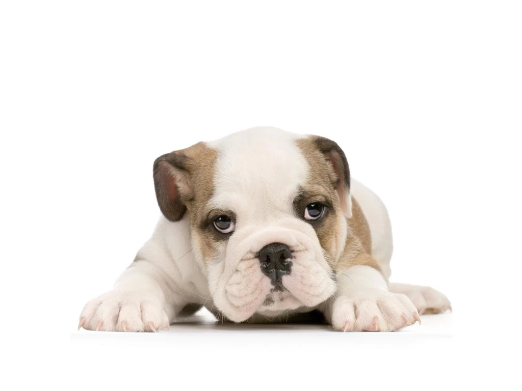 American Bulldog Puppy On White Backgrounds Wallpapers And Images ...