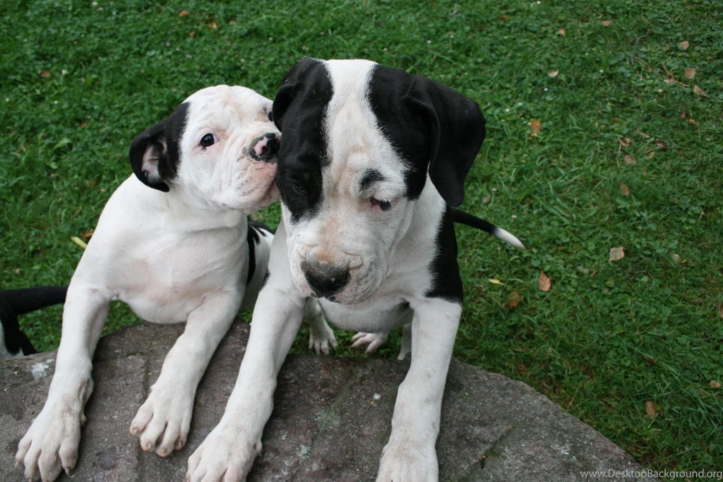 Two Nice American Bulldog Photo And Wallpaper. Beautiful Two Nice ...