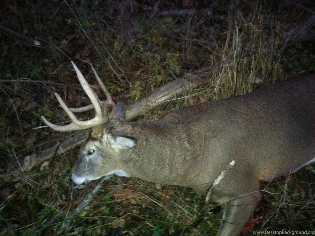 Elite Pics!!! Let's See Um...bows, And Kills