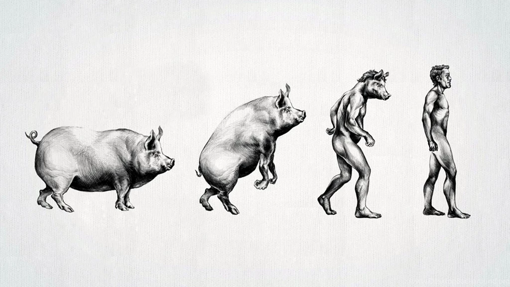 Funny Wallpapers HD