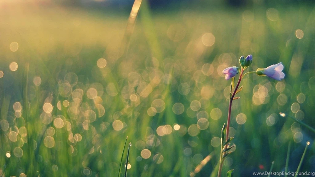 HD Nature Wallpapers For Mac Wallpapers Cave
