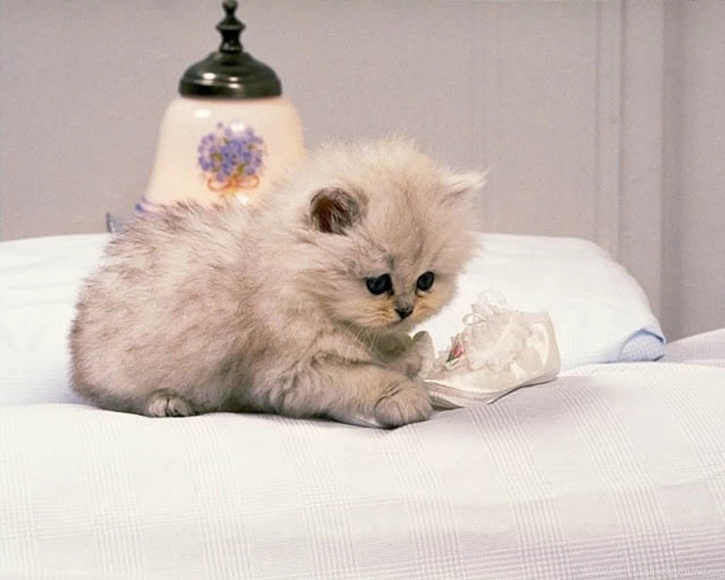 Cute Desktop Backgrounds Cute Backgrounds For Desktop Cute Desktop ...