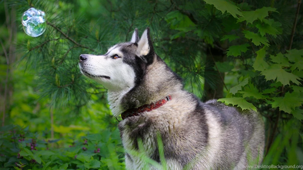 Awesome Dog Wallpapers Full HD