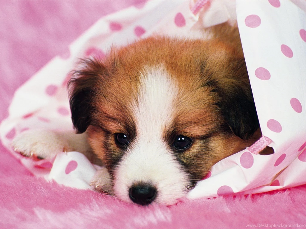 2466 Dog HD Wallpapers