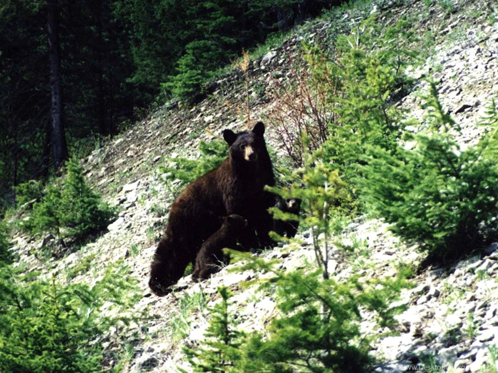 Free Black Bear Wallpapers Background Images