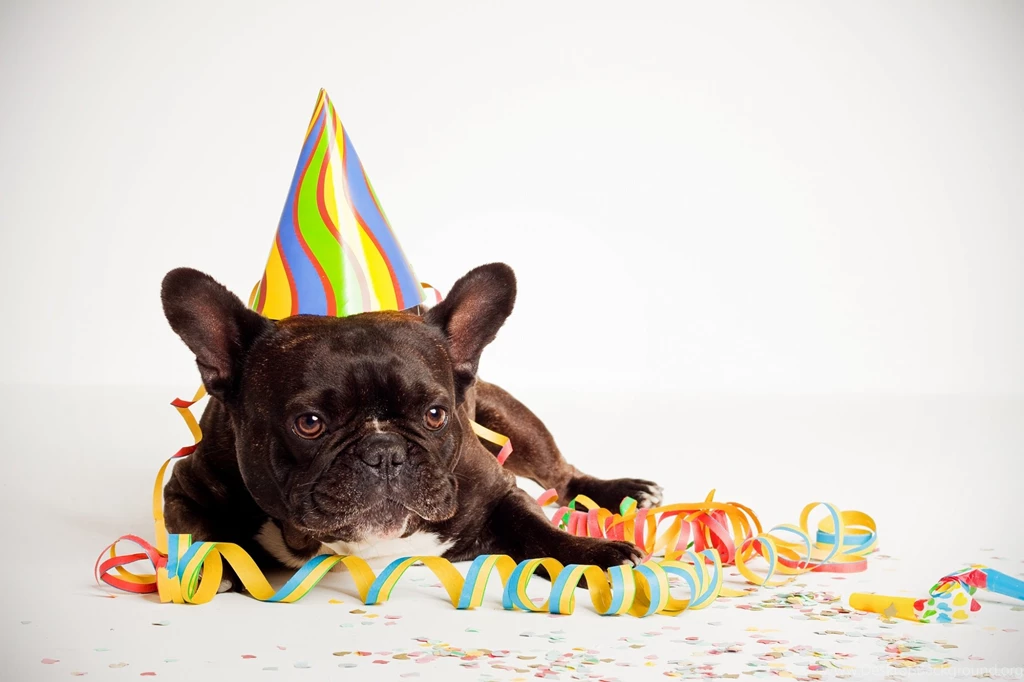 Happy Birthday Dog Wallpapers Full HD [2000x1333]   Free Wallpapers ...