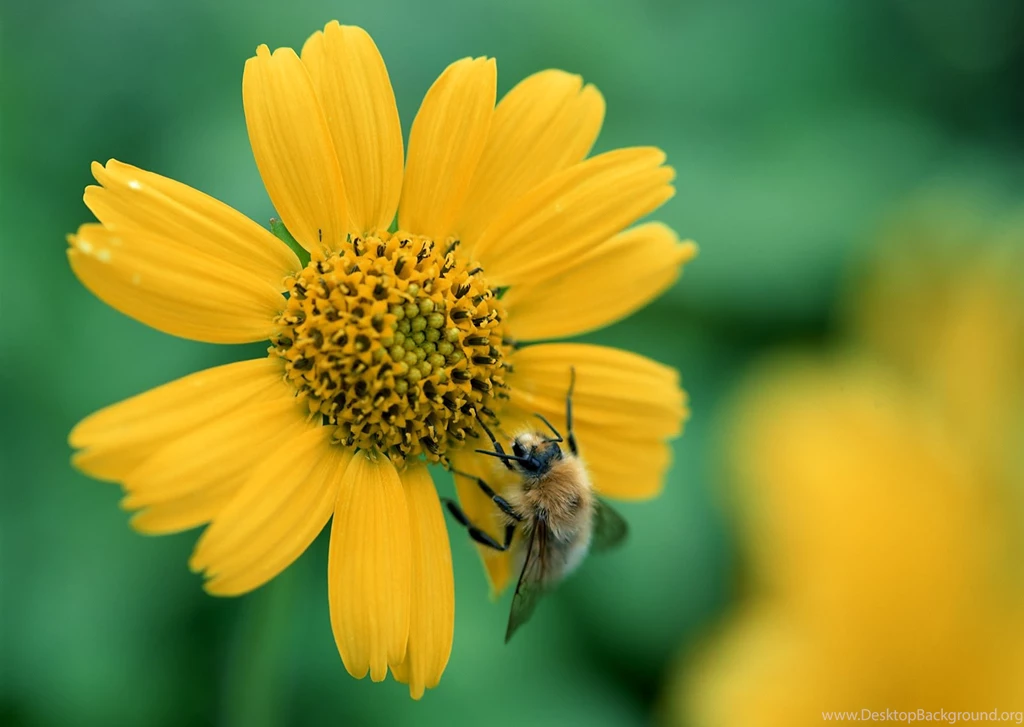 Free Nature Wallpapers Hd HD Wallpapers