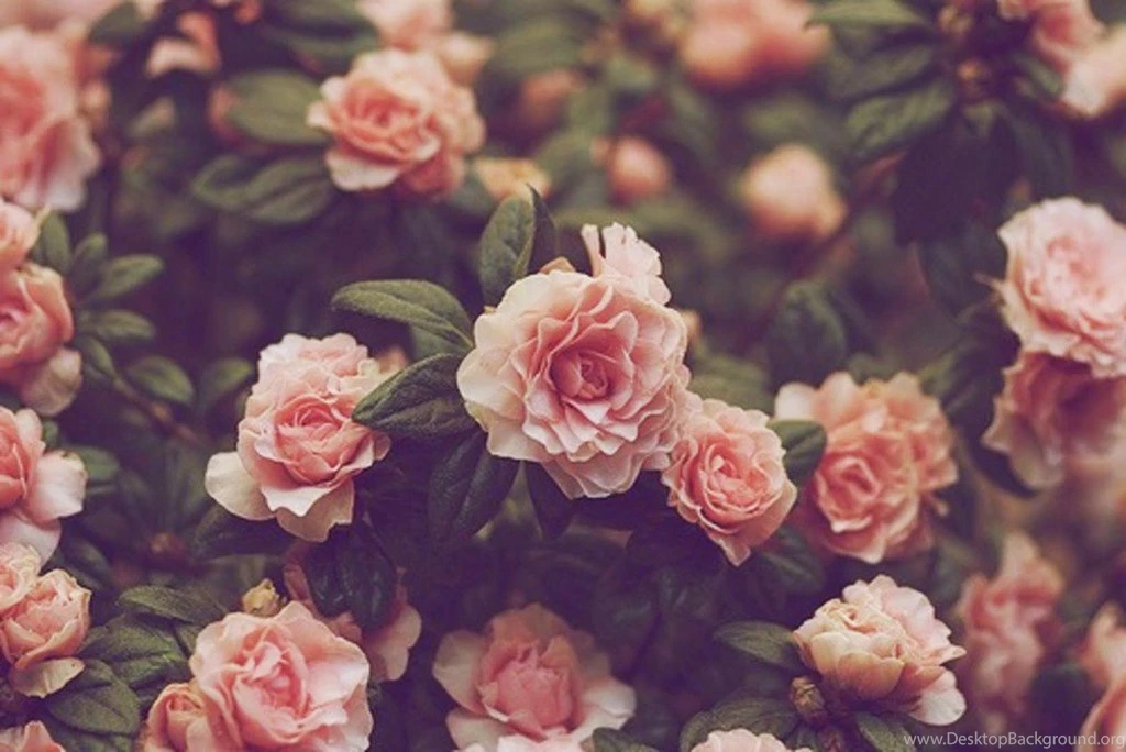Wallpapers Vintage Flowers HD