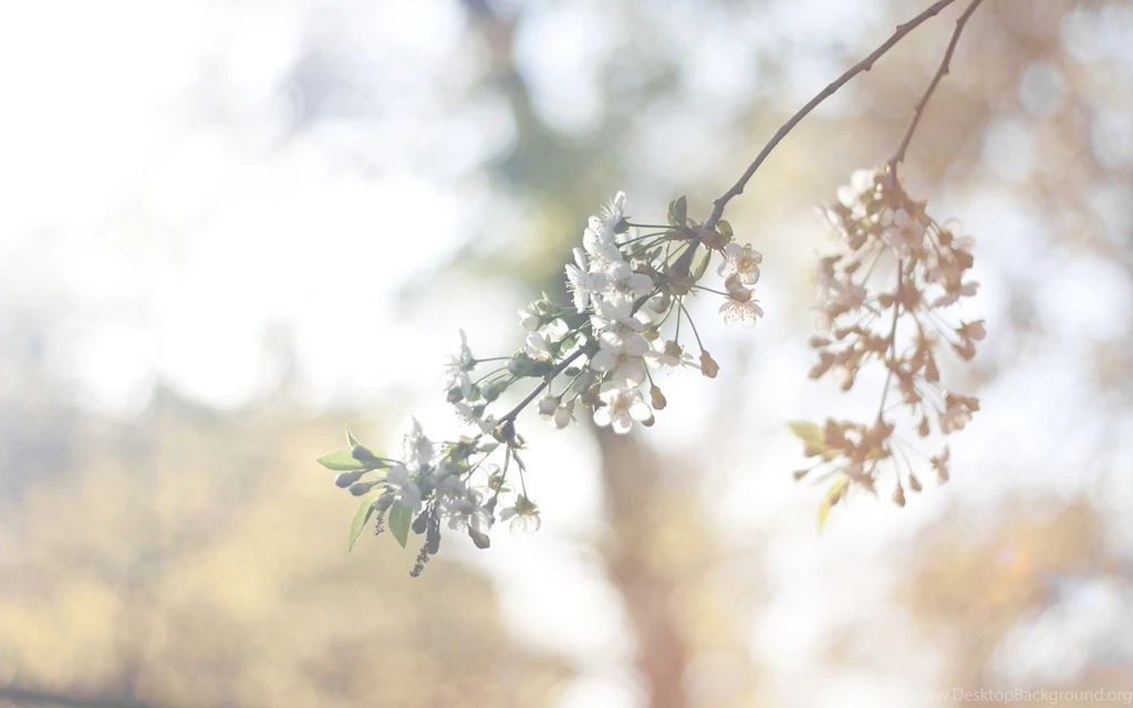 Vintage Flowers Wallpapers   Wallpapers Cave