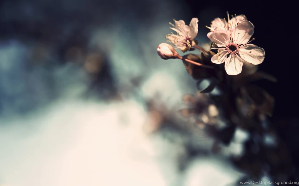 Vintage Flowers Wallpapers HD   HD Wallpaper Backgrounds Of Your ...