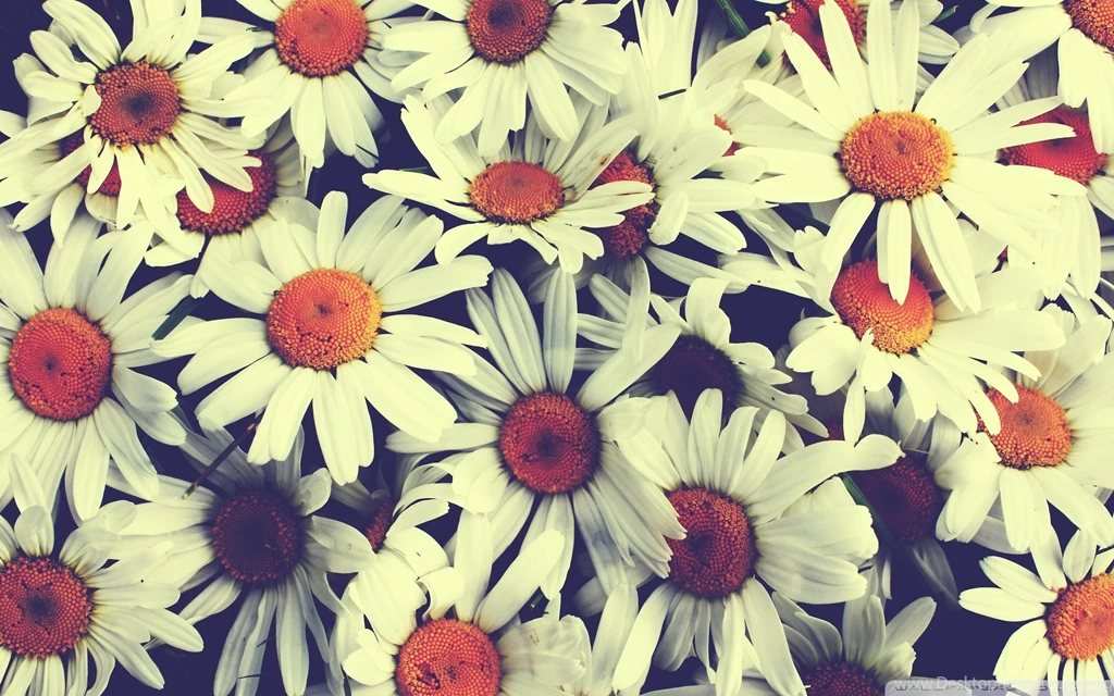 Vintage Flowers Wallpaper Backgrounds