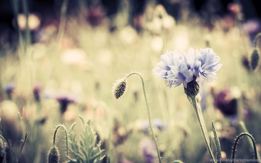 HD Vintage Flower Wallpapers