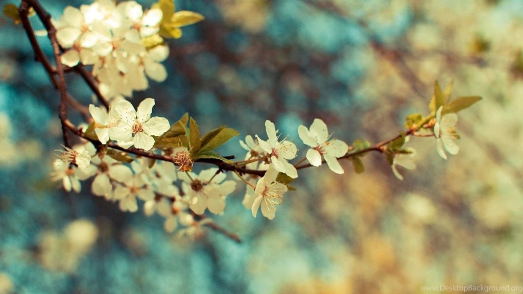 Flowers Wallpapers