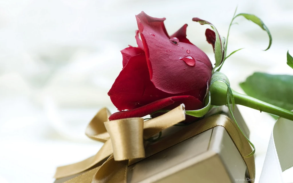 HD Elegant Rose Computer Wallpapers Full Size HiReWallpapers 4144