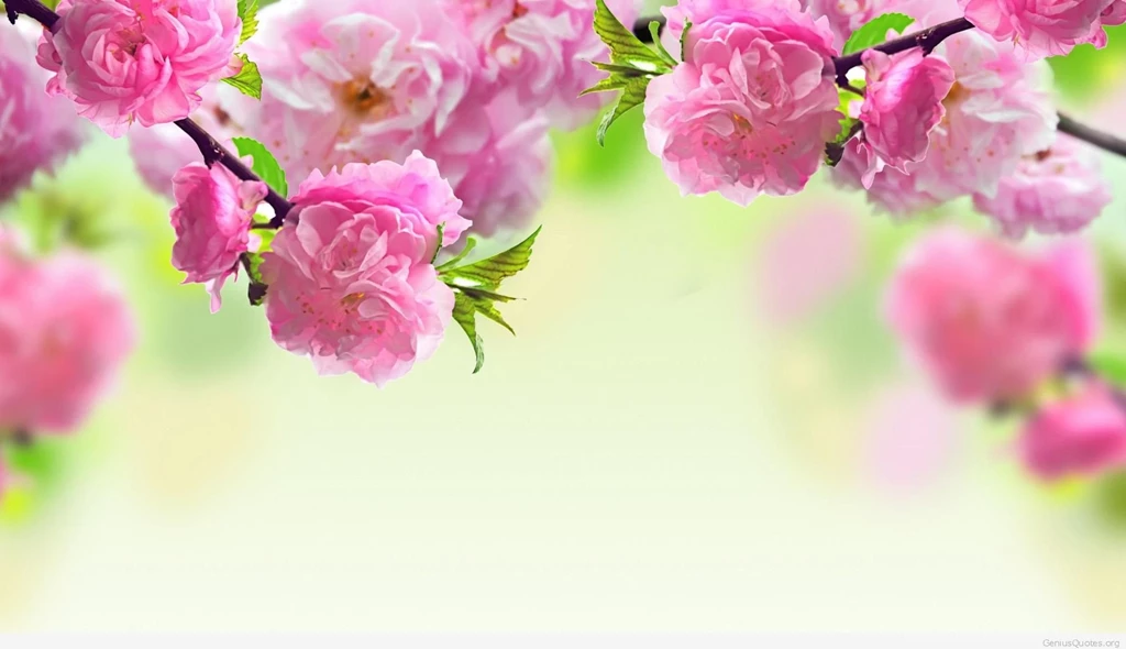 Roses Wallpapers Collection (44+)