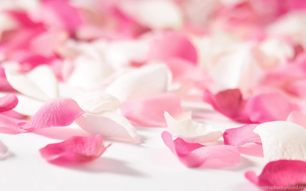 Beautiful Orange Roses Wallpapers