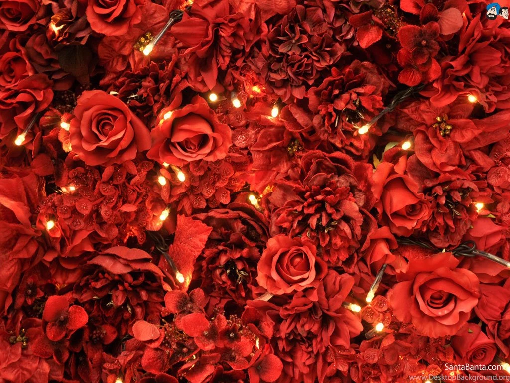 Wallpapers Roses