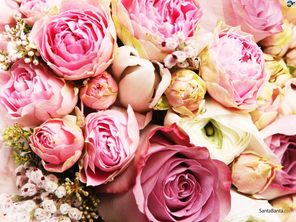 Wallpapers Roses